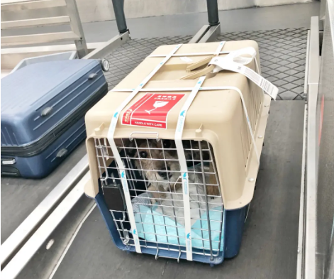 三沙宠物托运 宠物托运公司 机场宠物托运 宠物空运